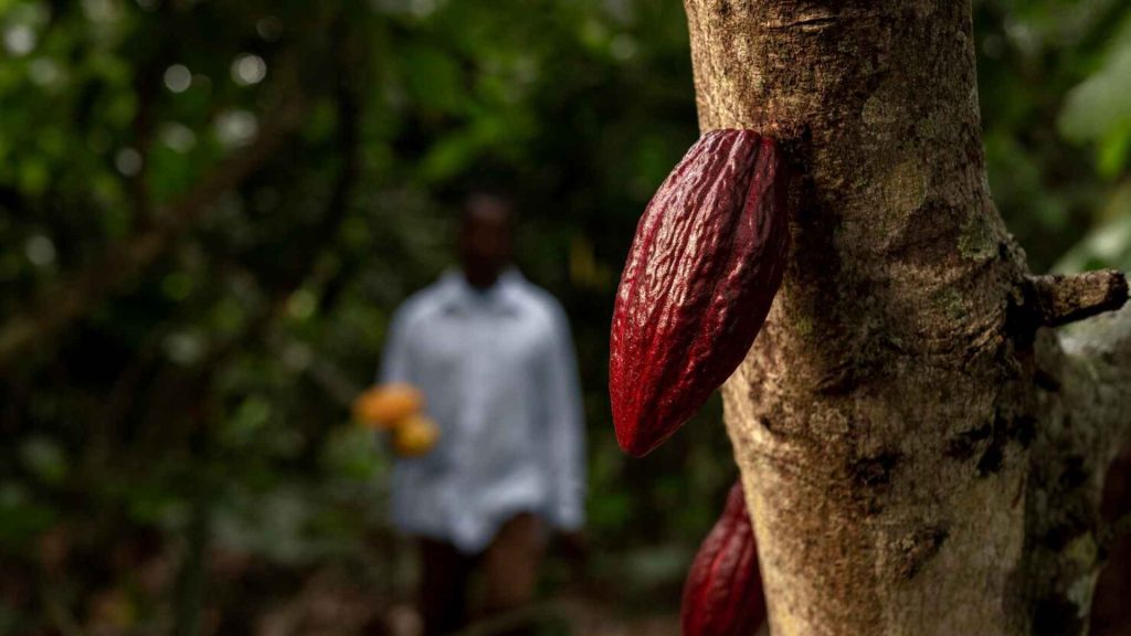 Futuros de cacao: Cómo se negocian