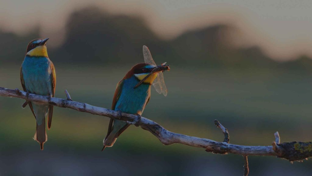 Qué es la inversión en biodiversidad