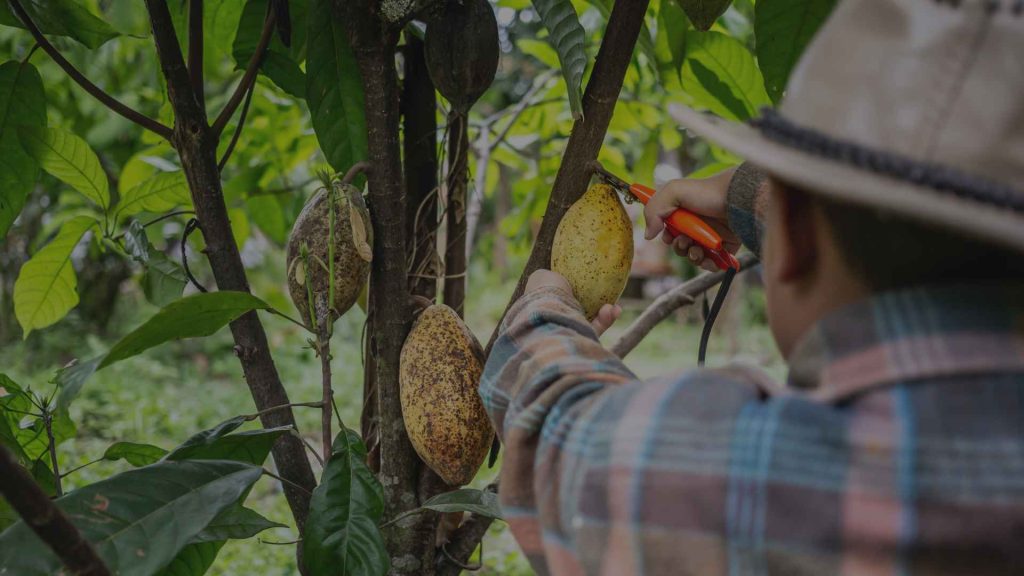 Cómo se negocia la bolsa de valores del cacao